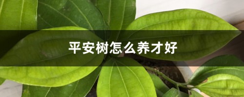 平安树怎么养才好