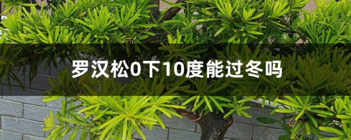 罗汉松如何安全过冬，0下10度能过冬吗