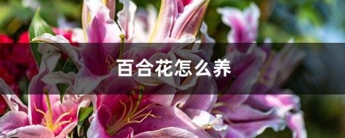 百合花怎么养，百合花图片