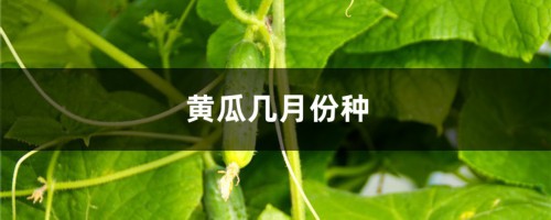 黄瓜几月份种，该怎么种？