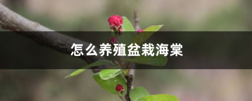 怎么养殖盆栽海棠