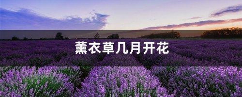 薰衣草几月开花