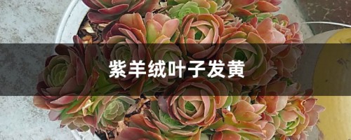 紫羊绒黄叶的原因和处理办法