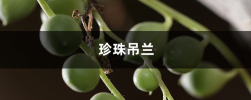 掌握这简单的四点，让你的珍珠吊兰长的美美哒！