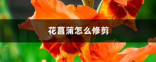 花菖蒲怎么修剪